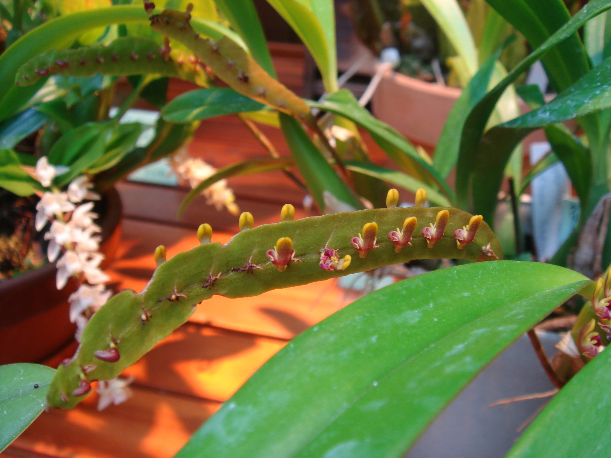 Bulbophyllum falcatum (Lindley) Reichenbach f.